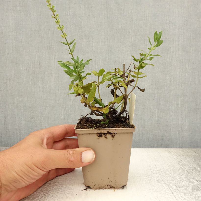 Spécimen de Salvia nemorosa Schneehügel - Sauge des bois Godet de 8/9 cm tel que livré en été