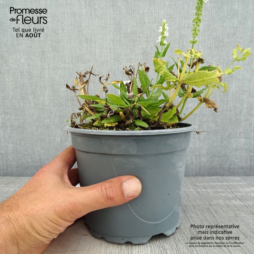 Spécimen de Salvia nemorosa Schneehügel - Sauge des bois Pot de 2L/3L tel que livré en été