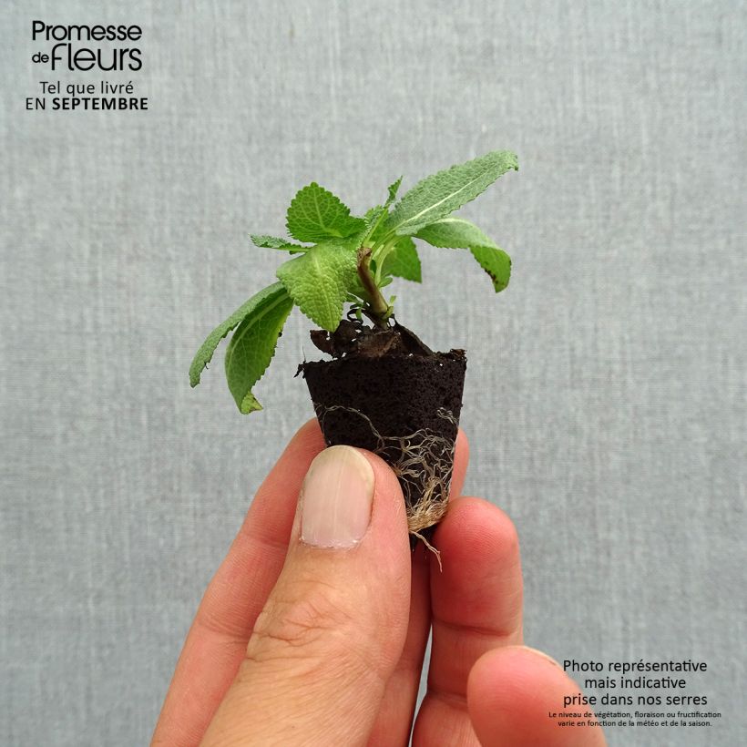 Spécimen de Salvia nemorosa Sensation Rose - Sauge des bois rose clair Mini-motte Ø 3/4 cm tel que livré en automne