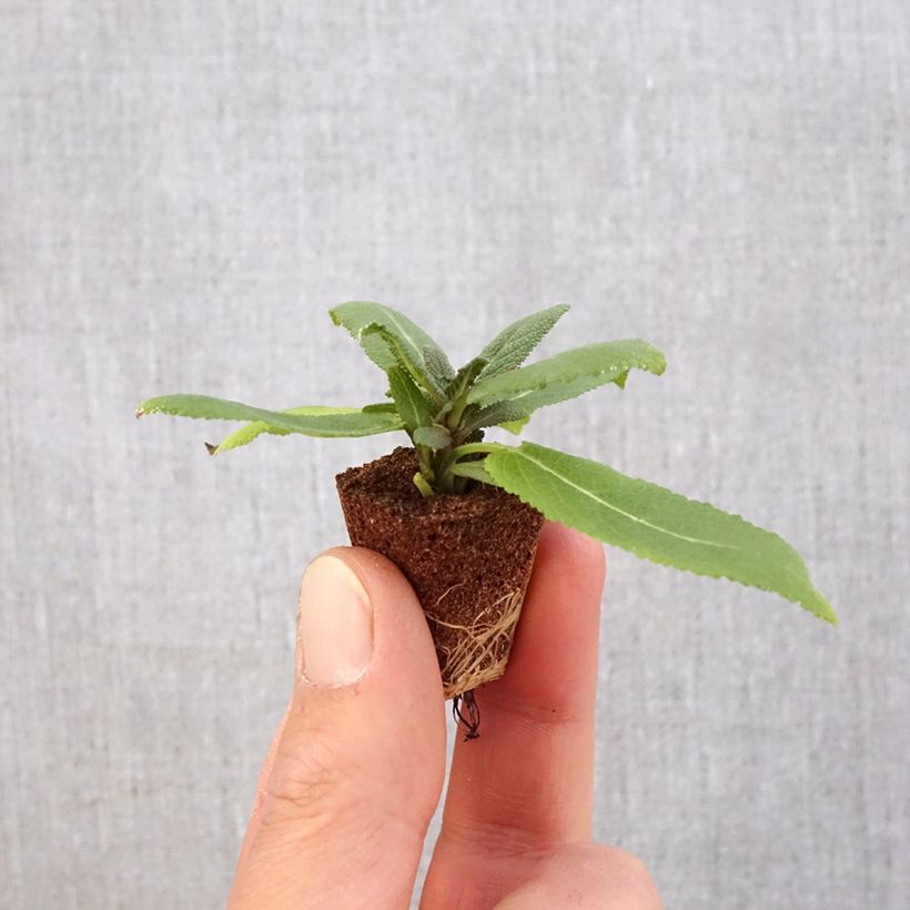 Spécimen de Salvia nemorosa Sensation Rose - Sauge des bois rose clair - Mini-motte Ø 3/4 cm tel que livré au printemps