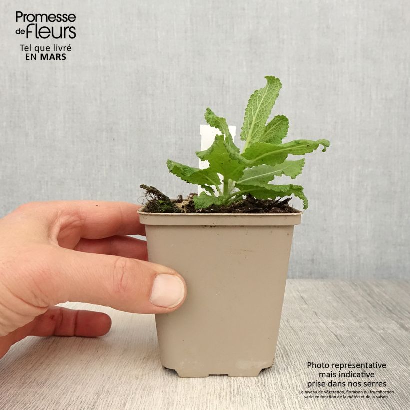 Spécimen de Salvia nemorosa Sensation White - Sauge des bois - Godet de 8/9 cm tel que livré au printemps
