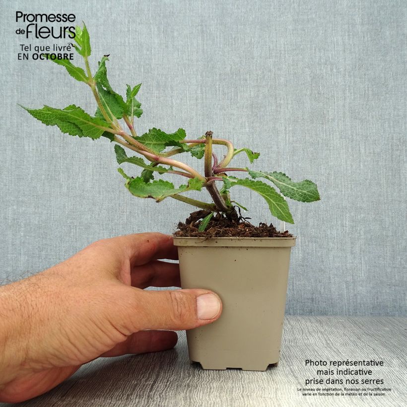 Spécimen de Salvia nemorosa Serenade - Sauge des bois Godet de 8/9 cm tel que livré en automne