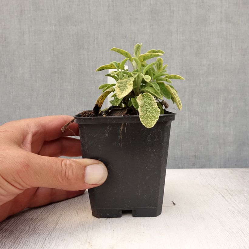 Spécimen de Salvia officinalis Icterina - Sauge officinale Icterina Godet de 8/9 cm tel que livré en été