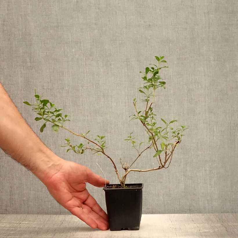 Spécimen de Salvia Papajan - sauge arbustive Godet de 8/9 cm tel que livré en été