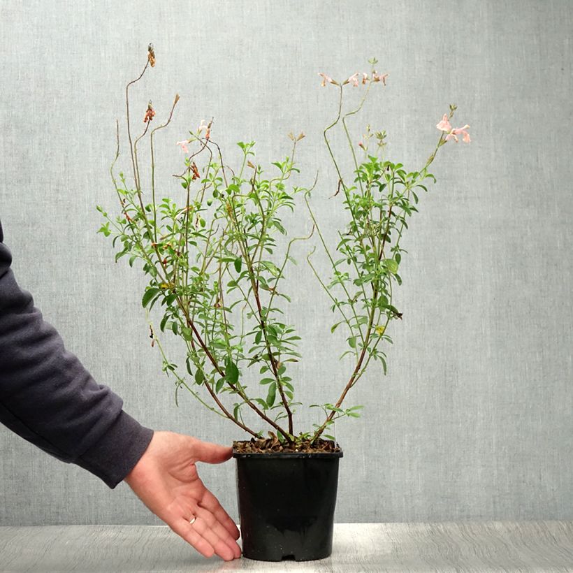 Spécimen de Salvia Papajan - sauge arbustive Pot de 2L/3L tel que livré en été
