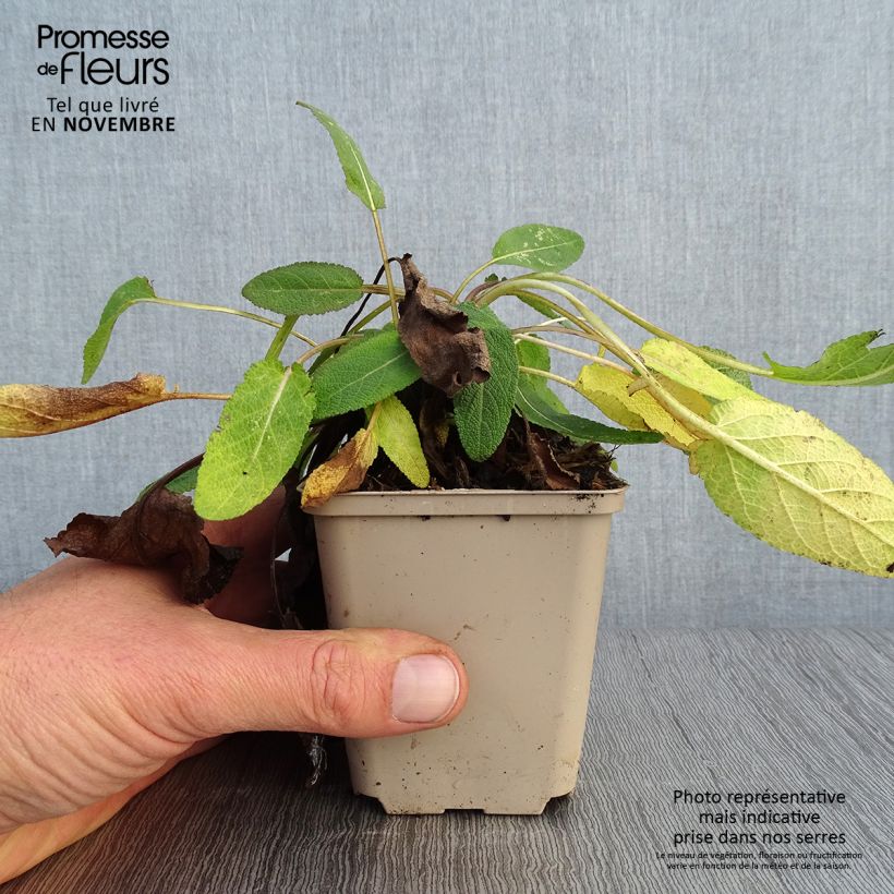 Spécimen de Salvia pratensis Eveline - Sauge des près Godet de 8/9 cm tel que livré en automne