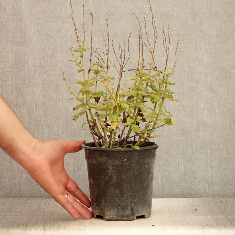 Spécimen de Salvia pratensis Lyrical Blues - Sauge des près Pot de 2L/3L tel que livré en été