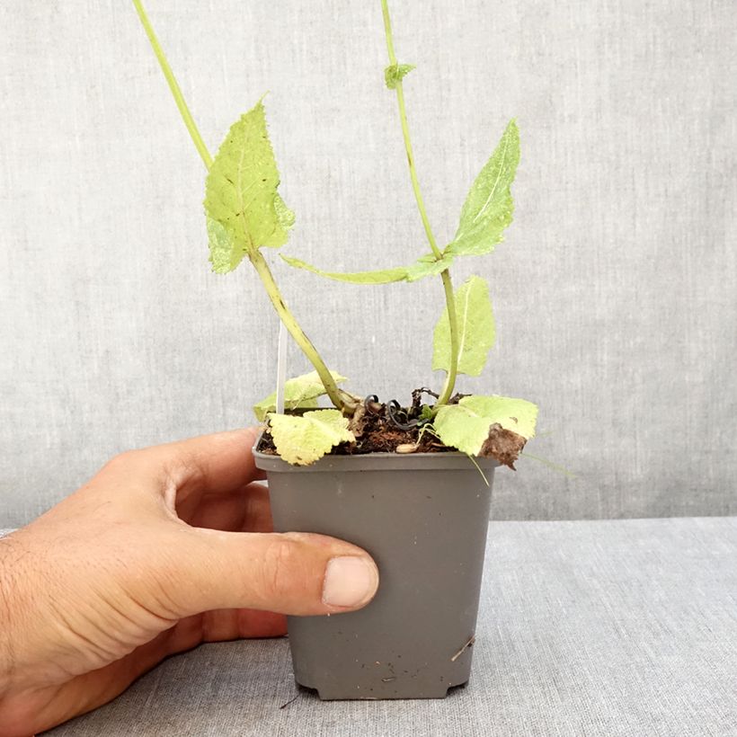 Spécimen de Salvia pratensis Madeline - Sauge des près bicolore Godet de 8/9 cm tel que livré en été