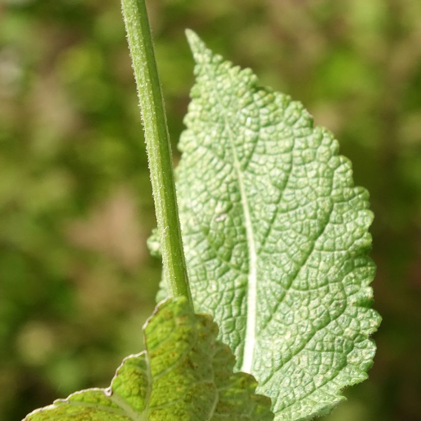 Salvia pratensis Madeline - Sauge des près bicolore (Feuillage)