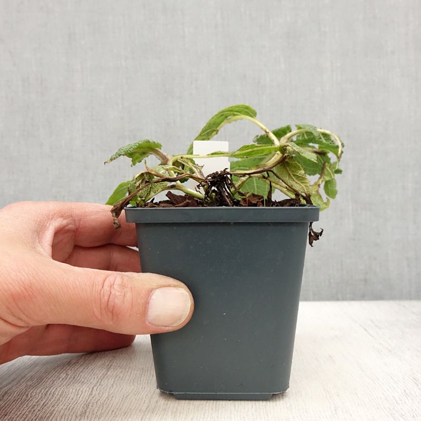 Spécimen de Salvia pratensis Madeline - Sauge des près bicolore Godet de 8 cm tel que livré au printemps