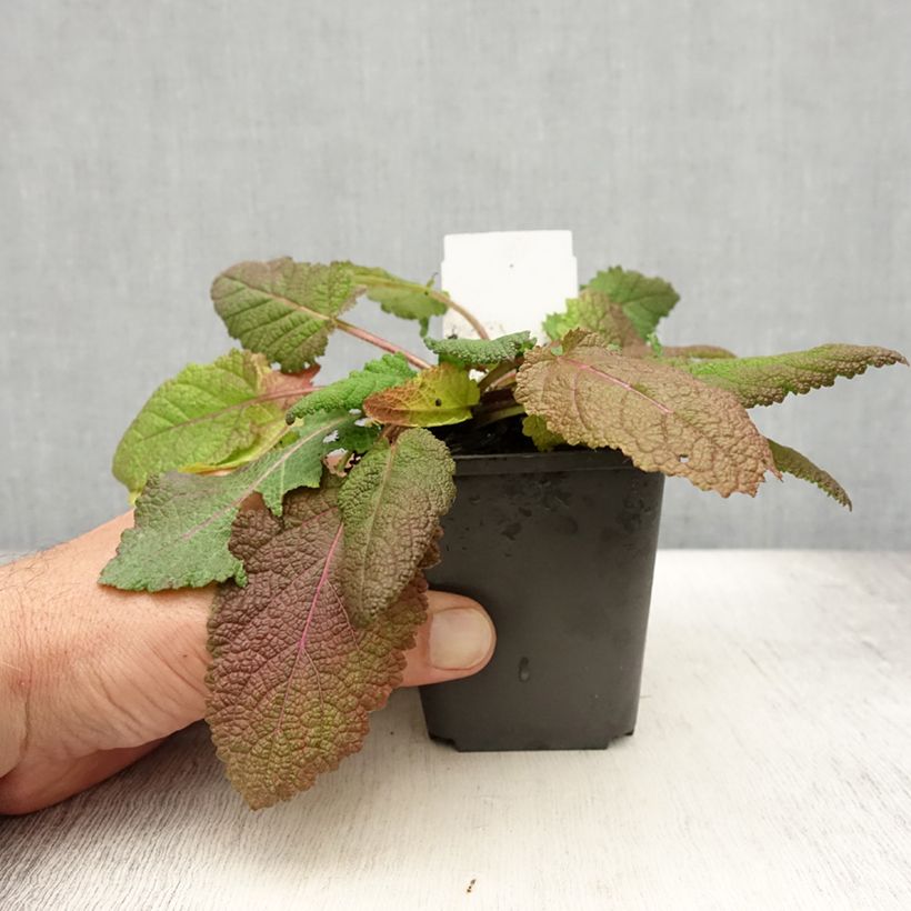 Spécimen de Salvia pratensis Rose Rhapsody - Sauge des près Godet de 8/9 cm tel que livré en été