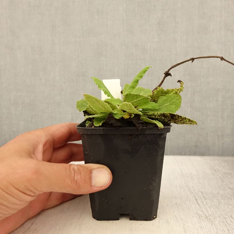 Spécimen de Salvia pratensis Sky Dance - Sauge des près Godet de 8/9 cm tel que livré en été