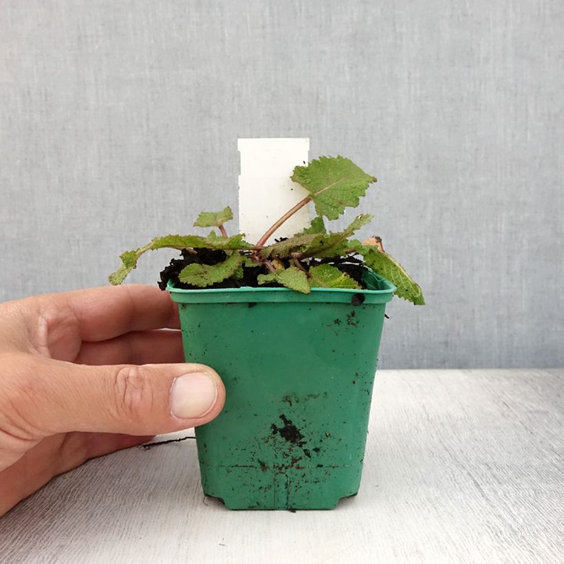 Spécimen de Salvia pratensis Sweet Esmeralda - Sauge des près Godet de 8/9 cm tel que livré en été