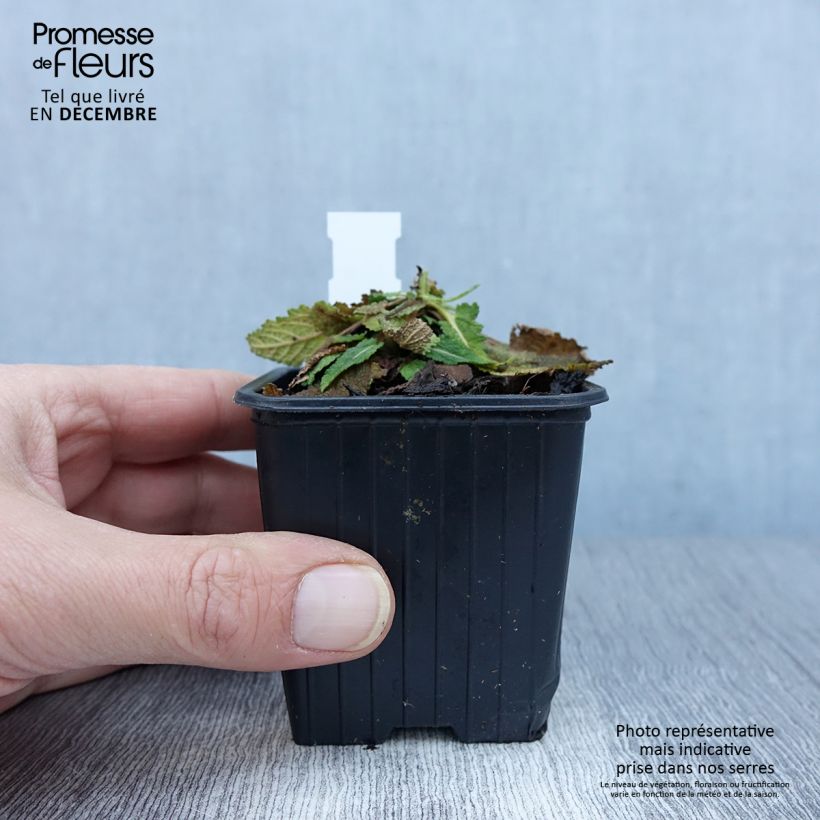 Spécimen de Salvia pratensis Vanity Flair - Sauge des près  Godet de 8/9 cm tel que livré en automne