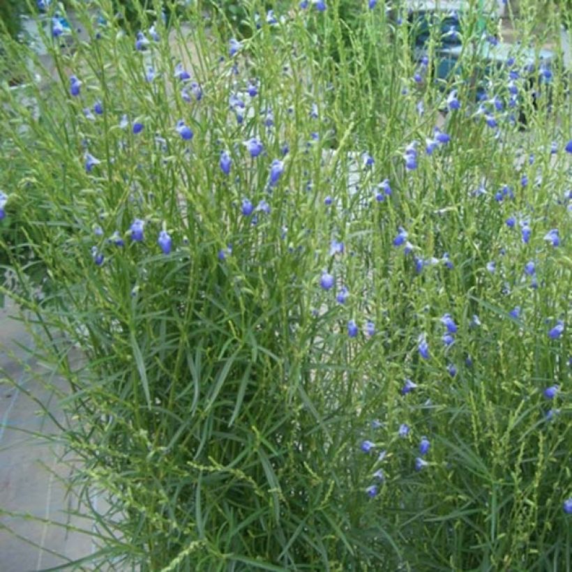 Salvia reptans West Texas form - Sauge cobalt  (Port)