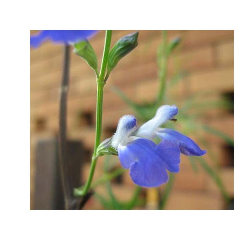 Salvia reptans West Texas form - Sauge cobalt  (Floraison)