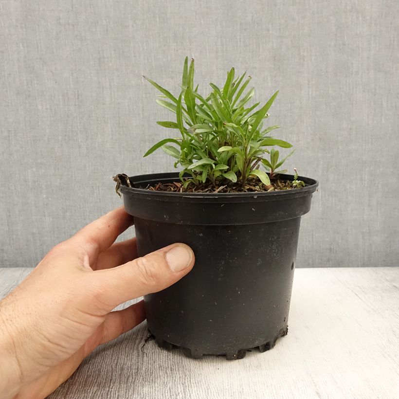Spécimen de Salvia reptans West Texas form - Sauge cobalt pot de 2L/3L tel que livré au printemps