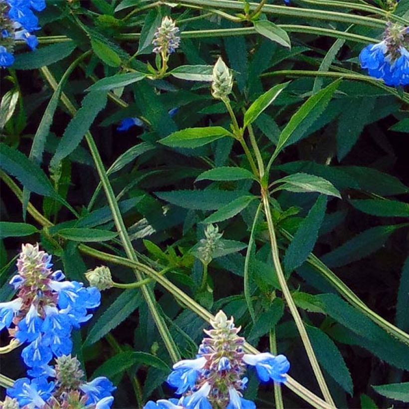 Sauge, Salvia uliginosa African Skies (Feuillage)