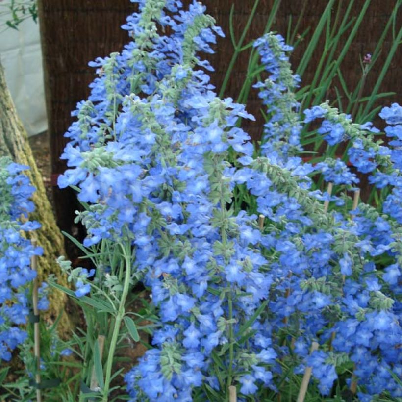 Sauge, Salvia uliginosa African Skies (Floraison)