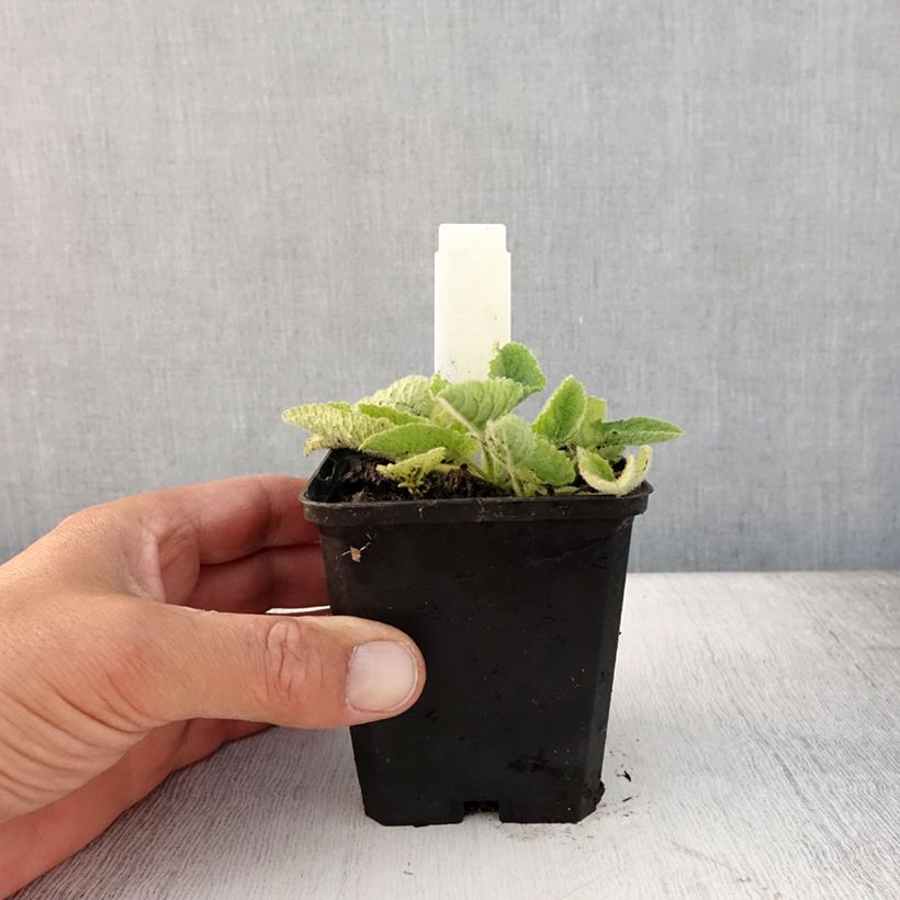 Spécimen de Salvia verticillata Alba - Sauge verticillée Godet de 8/9 cm tel que livré en été