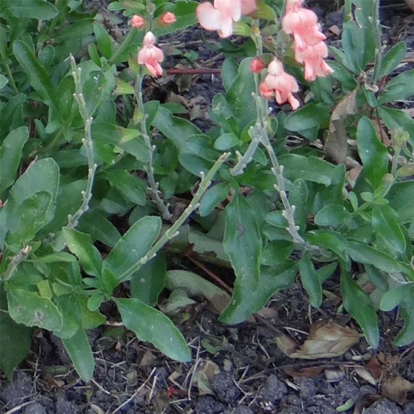 Sauge arbustive California Sunset - Salvia (x) jamensis (Feuillage)