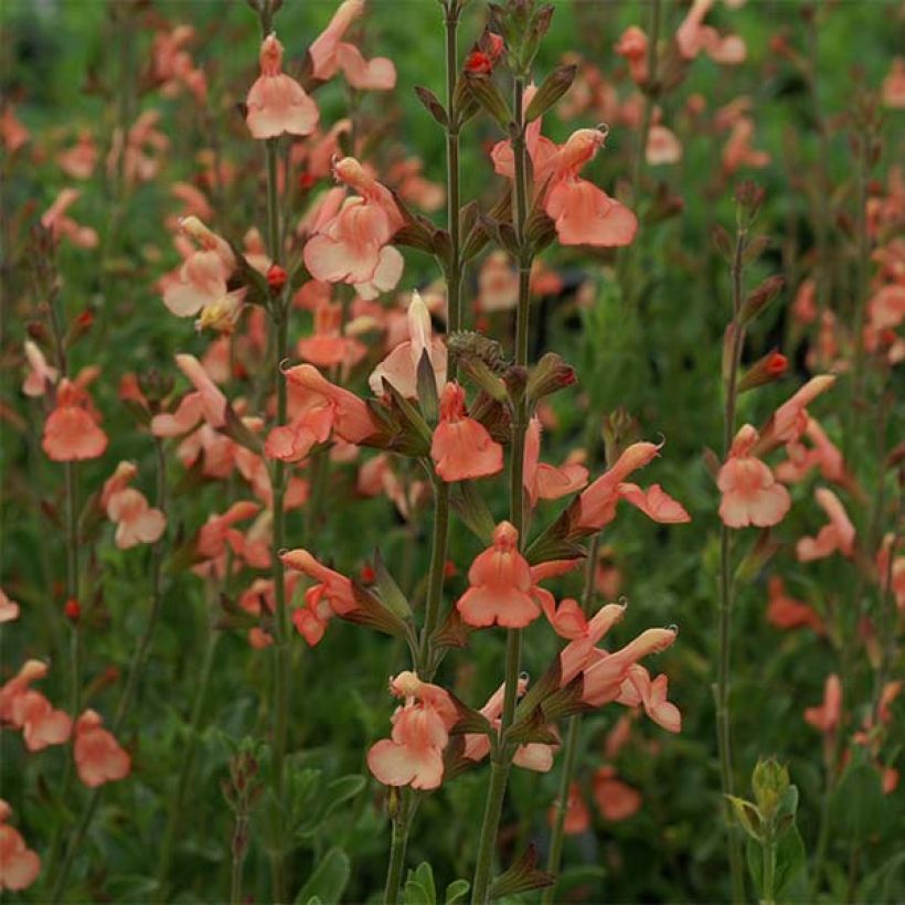 Sauge arbustive California Sunset - Salvia (x) jamensis (Floraison)