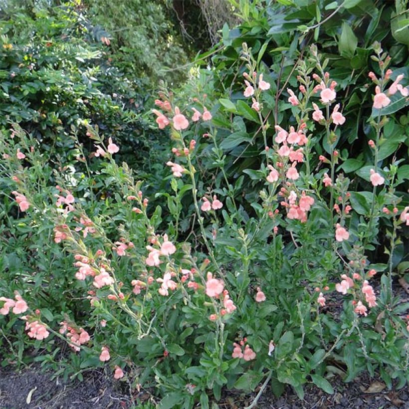 Sauge arbustive California Sunset - Salvia (x) jamensis (Port)