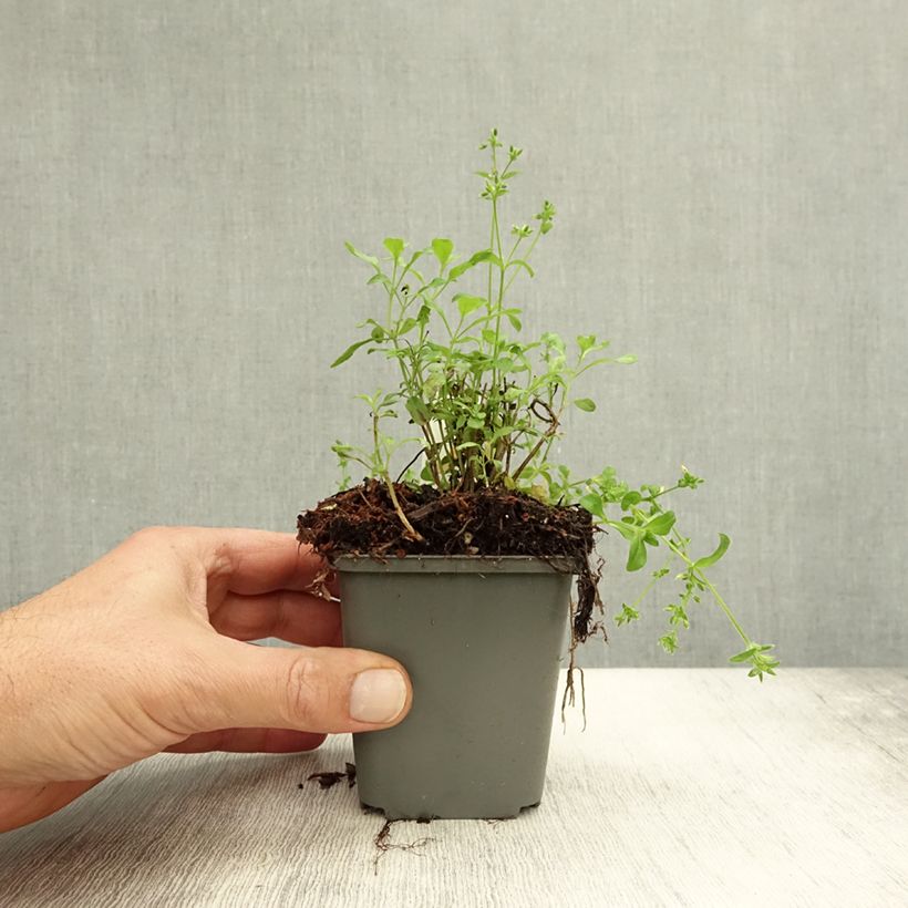 Spécimen de Salvia x jamensis Carolus - sauge arbustive Godet de 8/9 cm tel que livré en automne