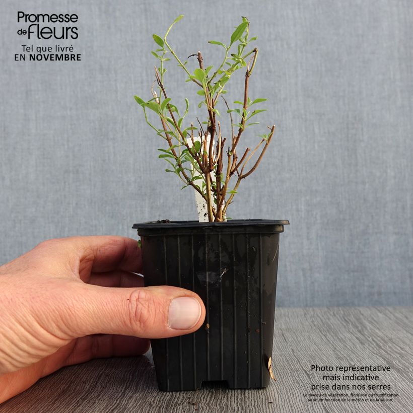 Spécimen de Salvia x jamensis Delice Roselilac - sauge arbustive Godet de 8/9 cm tel que livré en automne