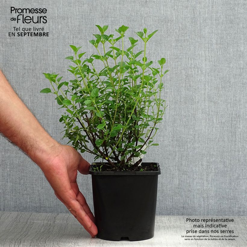 Spécimen de Salvia x jamensis Delice Roselilac - sauge arbustive Pot de 2L/3L tel que livré en été