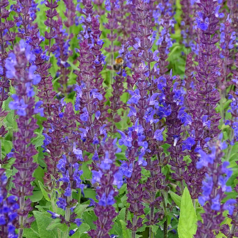 Salvia superba Blaukönigin (Reine des Bleues) - Sauge des bois (Floraison)