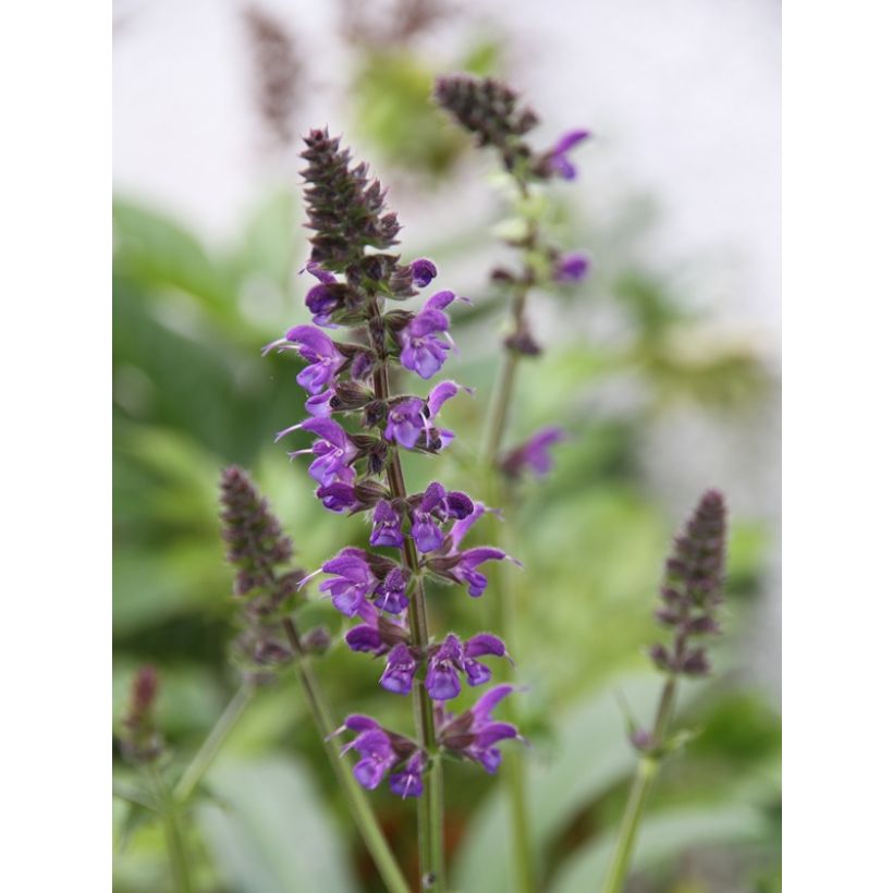 Salvia nemorosa Mainacht - Sauge des bois bleu violet (Floraison)