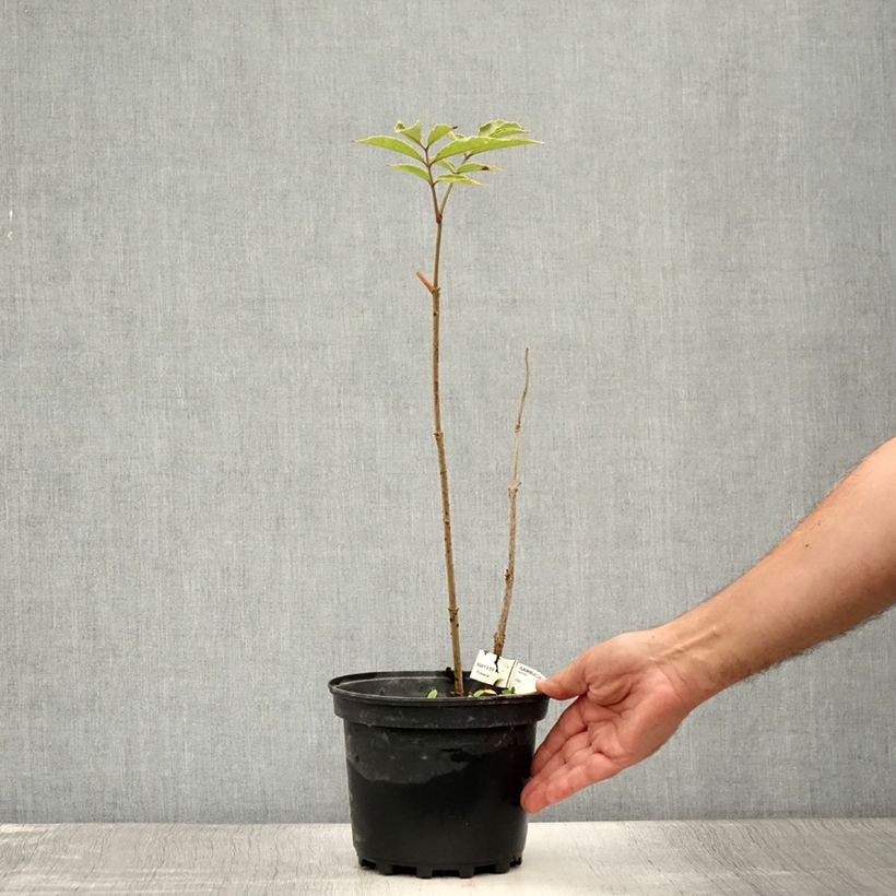Spécimen de Sambucus Chocolate Marzipan - sureau Pot de 3L/4L tel que livré en été