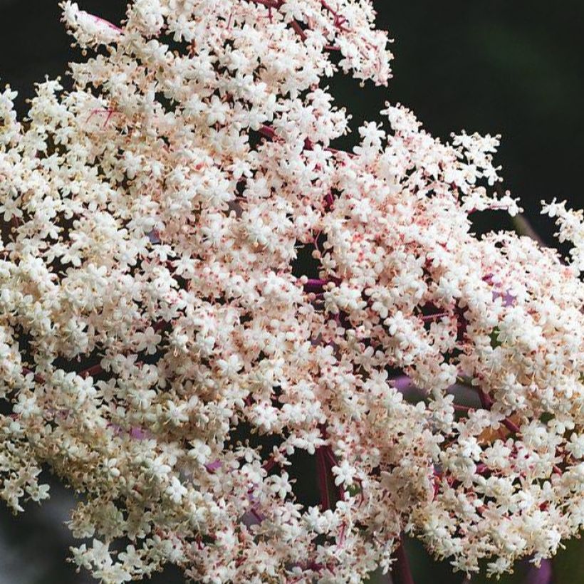 Sambucus Chocolate Marzipan - sureau (Floraison)