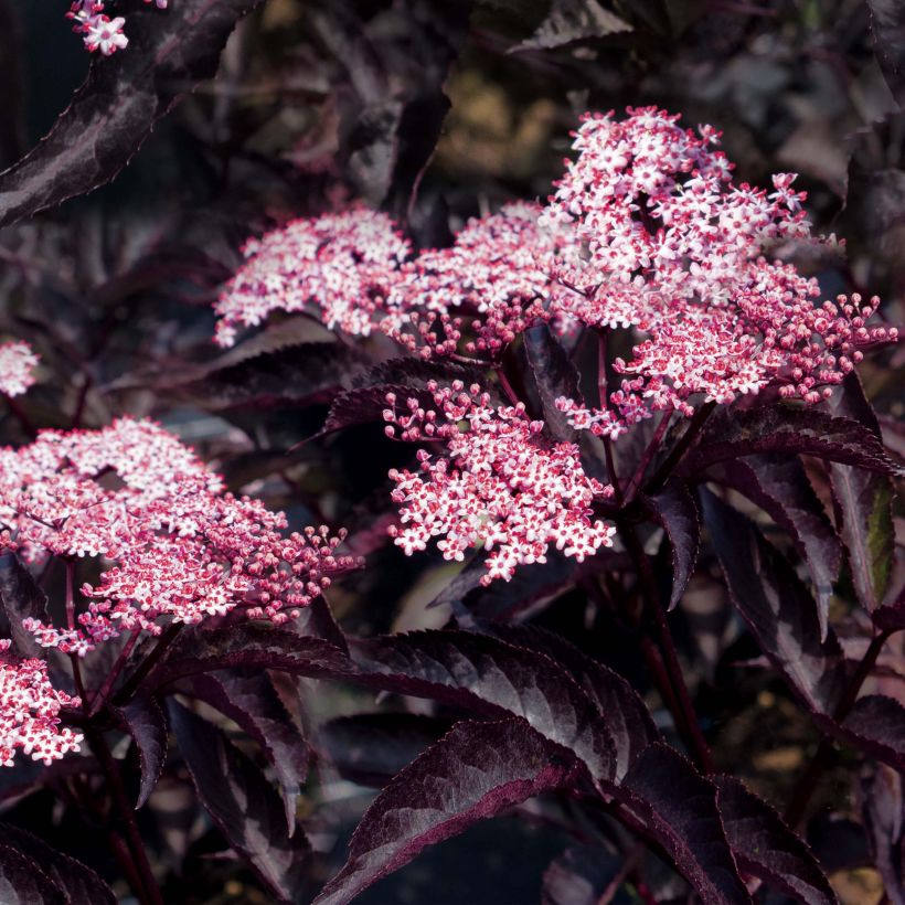 Sureau noir - Sambucus nigra Black Beauty (Gerda) (Floraison)