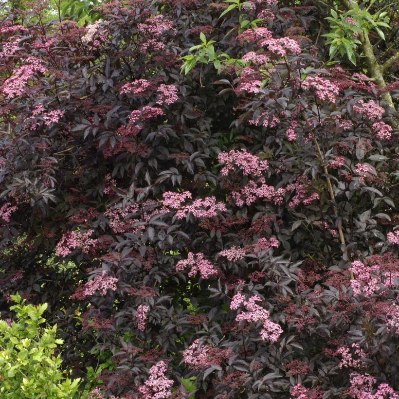 Sureau noir - Sambucus nigra Black Beauty (Gerda) (Port)