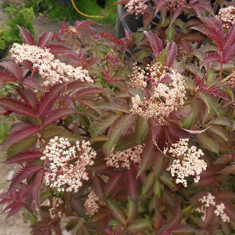 Sambucus nigra Serenade - Sureau noir (Floraison)