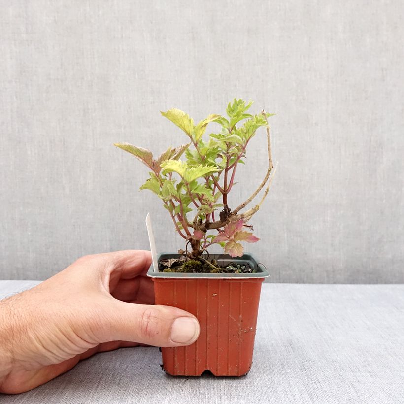 Spécimen de Sambucus nigra Serenade - Sureau noir Godet de 8/9 cm tel que livré au printemps