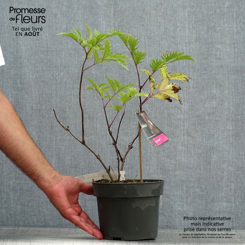 Spécimen de Sambucus nigra Serenade - Sureau noir Pot de 3L/4L tel que livré en été