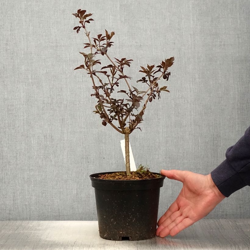 Spécimen de Sambucus nigra Thundercloud - Sureau noir Pot de 3L/4L tel que livré au printemps