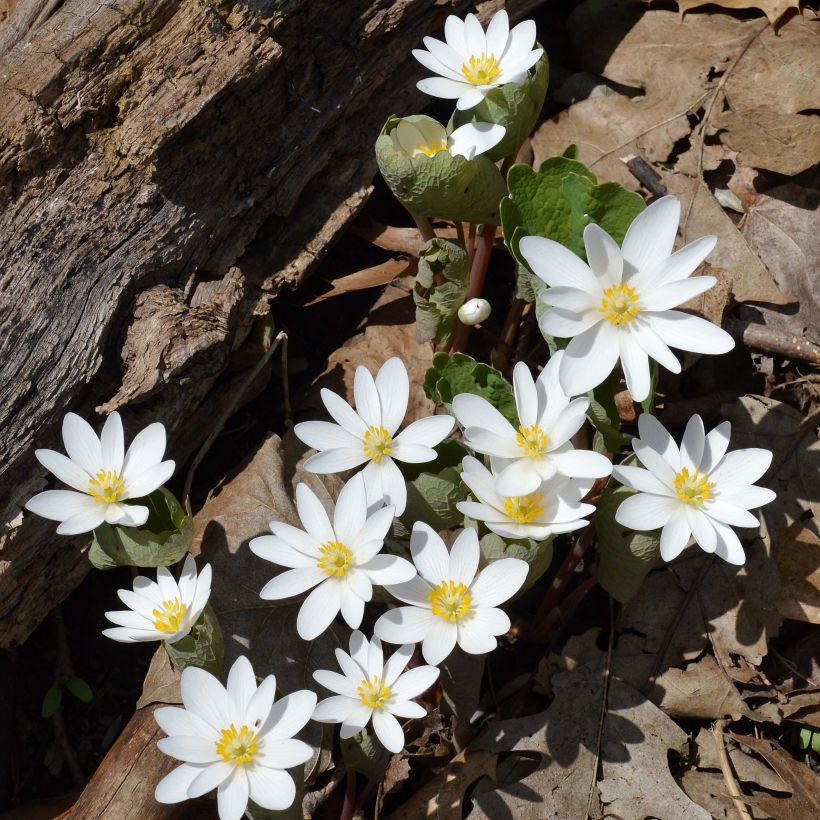 Sanguinaria canadensis - Sanguinaire (Port)