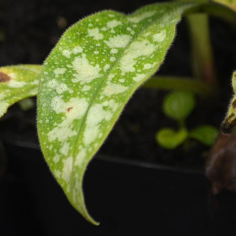 Sanguisorba Chocolate Tip (Feuillage)