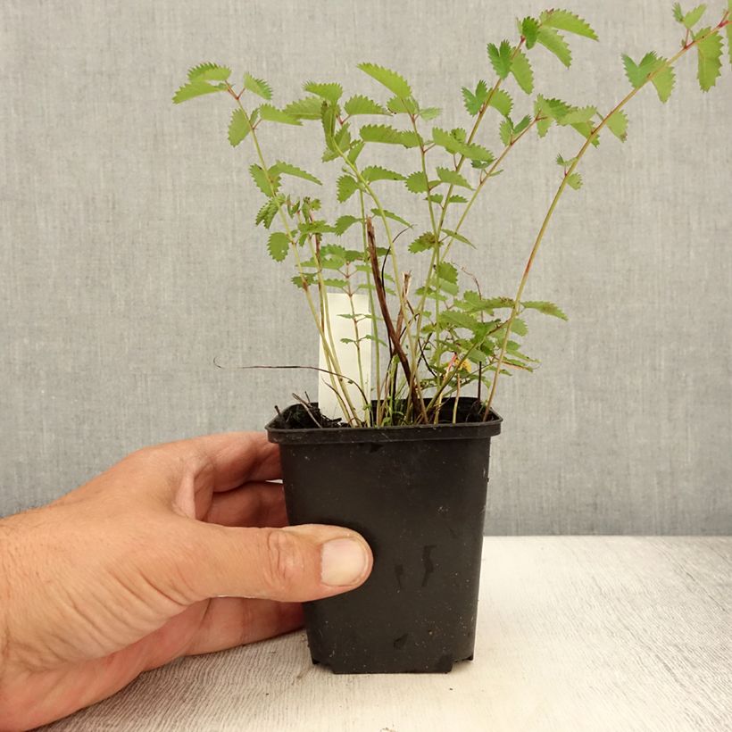 Spécimen de Sanguisorba Chocolate Tip Godet de 8/9 cm tel que livré en été