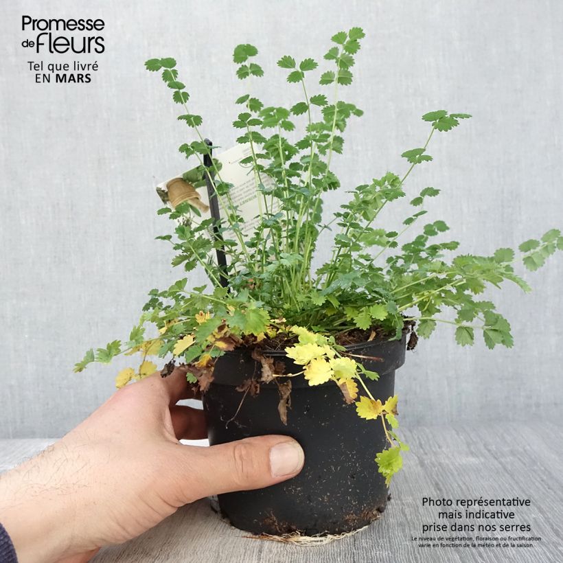 Spécimen de Sanguisorba minor - Petite Pimprenelle Pot de 1.5L/2L tel que livré au printemps