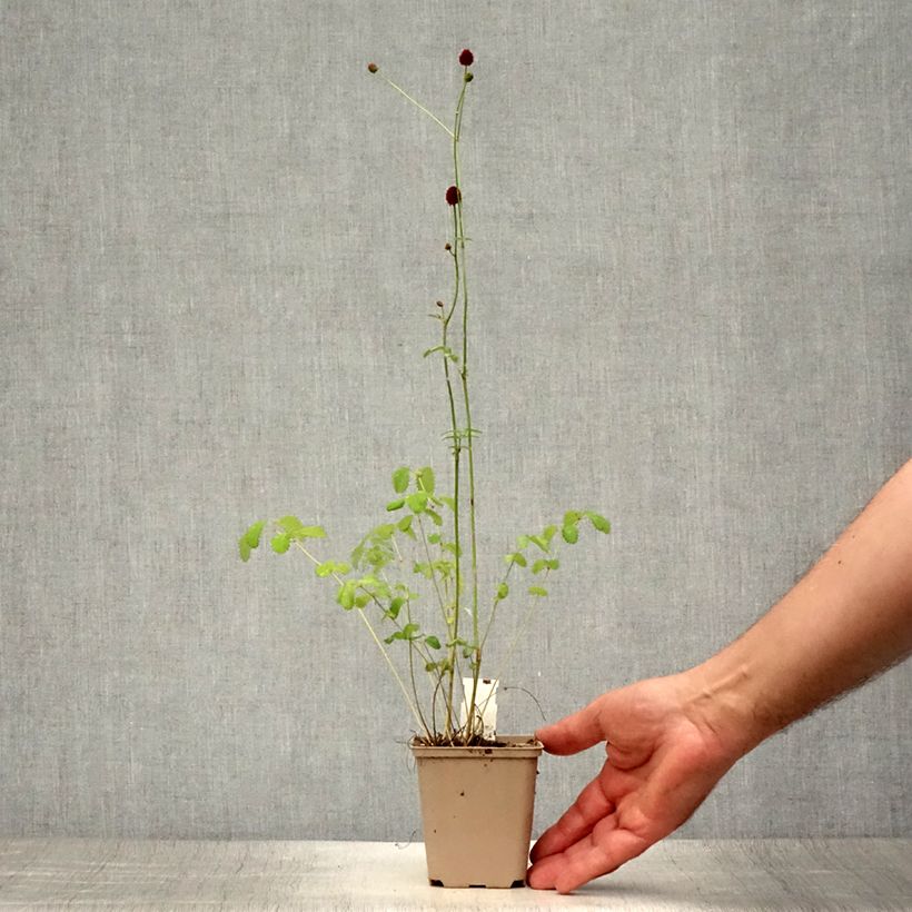 Spécimen de Sanguisorba officinalis Morning Select - Pimprenelle Godet de 8/9 cm tel que livré en été