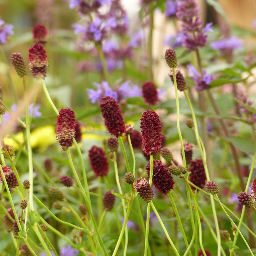 Sanguisorba Red Thunder - Pimprenelle (Floraison)