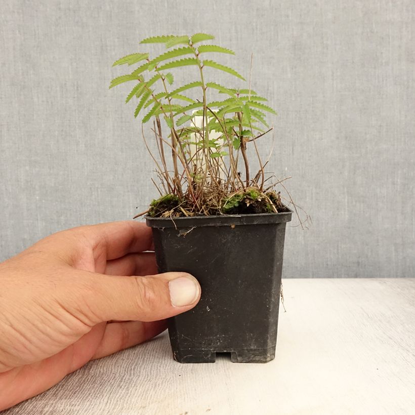 Spécimen de Sanguisorba tenuifolia var. Purpurea - Pimprenelle à fines feuilles Godet de 8/9 cm tel que livré en été