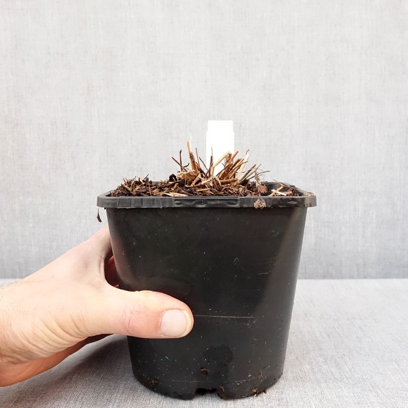 Spécimen de Sanguisorba White Brushes Pot de 2L/3L tel que livré en hiver