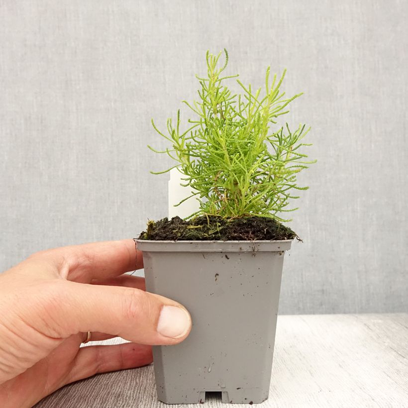 Spécimen de Santoline Lemon Fizz Godet de 8/9 cm tel que livré en été