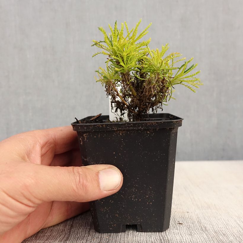 Spécimen de Santoline Lemon Fizz godet de 8/9 cm tel que livré au printemps